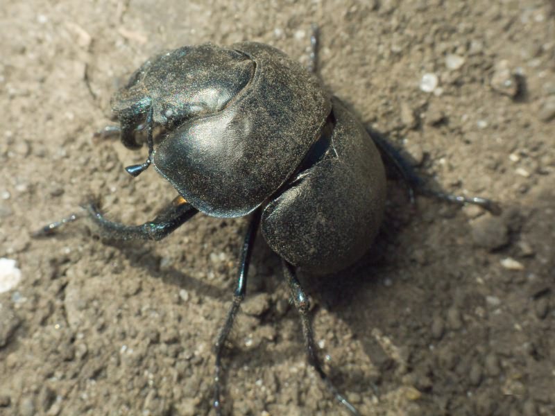 Coleoptera Linnaeus, 1758